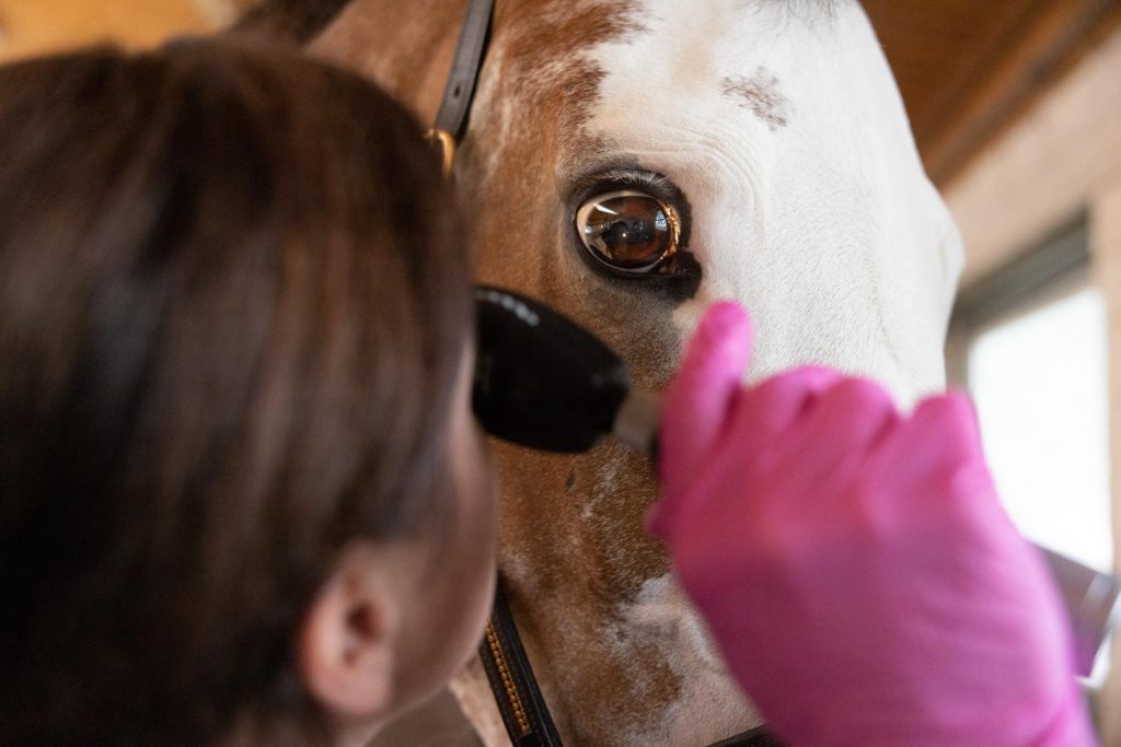 Augenuntersuchung Uveitis beim Pferd - verstehen und behandeln