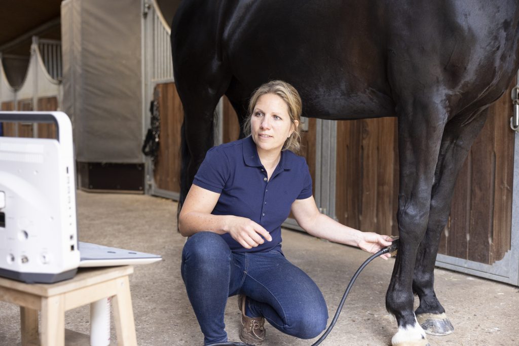 Stammzelltherapie beim Pferd